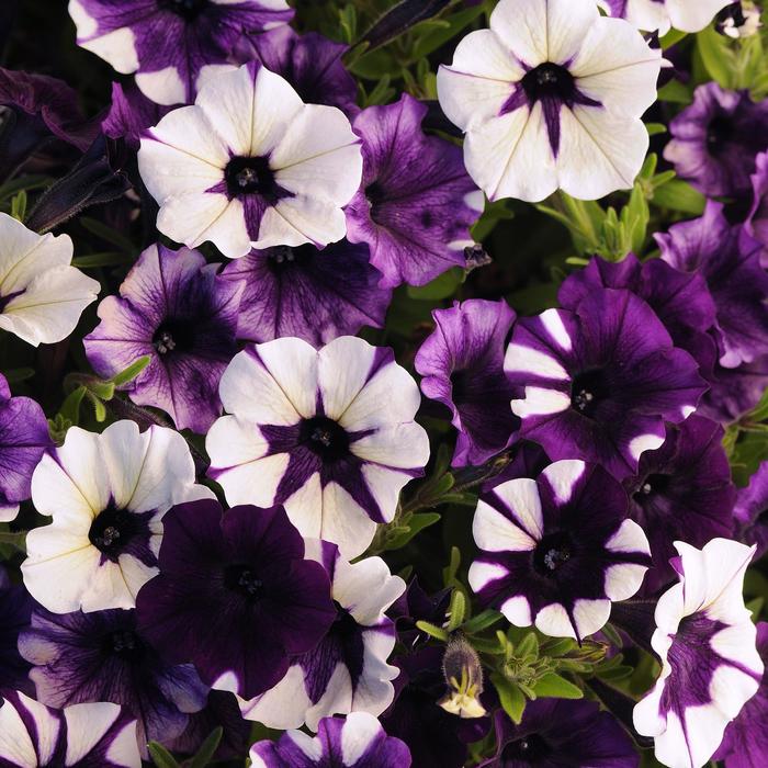 Shock Wave™ 'Purple Tie Dye' - Petunia Shock Wave™ 'Purple Tie Dye' - Petunia