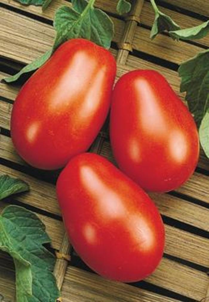 'La Roma' Tomato - Lycopersicon esculentum 'La Roma' Tomato - Lycopersicon esculentum