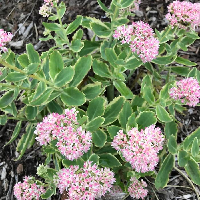 'Frosted Fire' - Sedum telephium 'Frosted Fire' - Sedum telephium