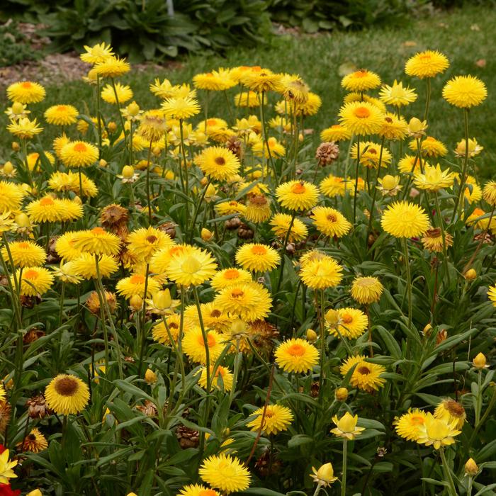 'Granvia Gold' Strawflower - Bracteantha bracteata