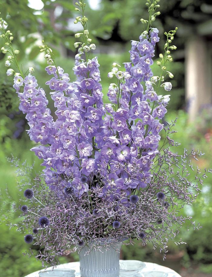 'Aurora Lavender' - Delphinium elatum