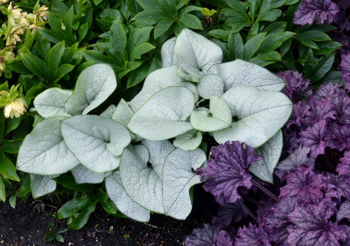 'Alexandria' Siberian Bugloss - Brunnera 'Alexandria' Siberian Bugloss - Brunnera