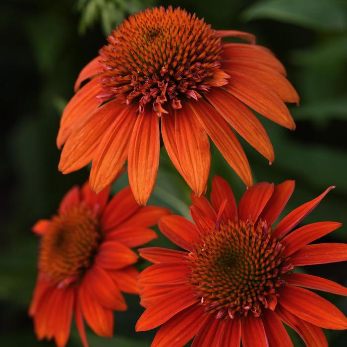 Sombrero® 'Fiesta Orange' - Echinacea (Coneflower)