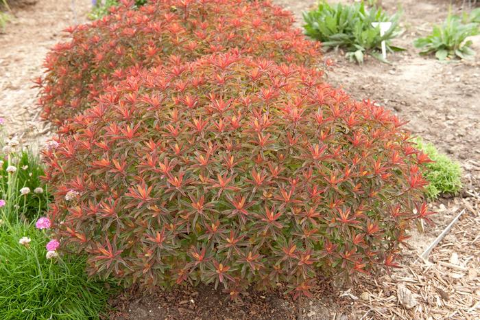 Spurge - Euphorbia polychroma 'Bonfire'