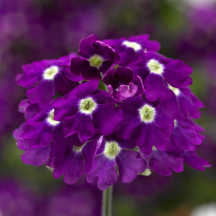 Lanai Purple White Eye - Verbena 