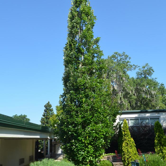 Quercus X warei 'Long' | Regal Prince® Oak | Jim Whiting Nursery