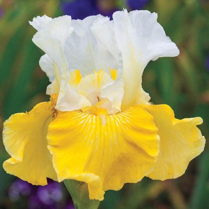 Iris Alpine Journey - Iris germanica 