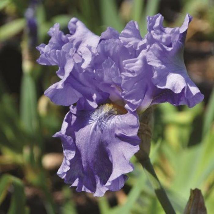 Iris Breaker's - Iris germanica 