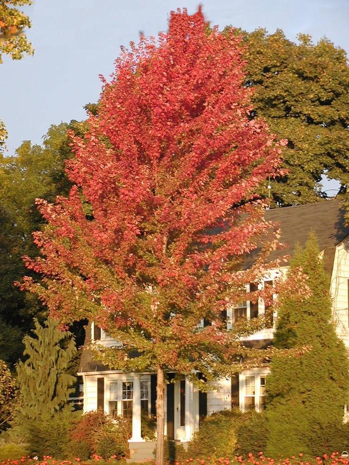 Autumn Blaze® Maple Tree - Acer freemanii 'Autumn Blaze®'