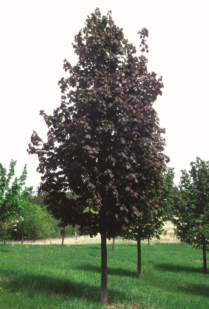 Fairview Maple - Acer Platanoides Fairview Fairview Maple - Acer Platanoides Fairview