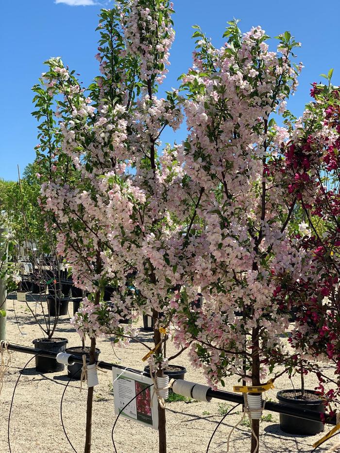 Malus Malusquest Pink Sparkles Crabapple Jim Whiting Nursery