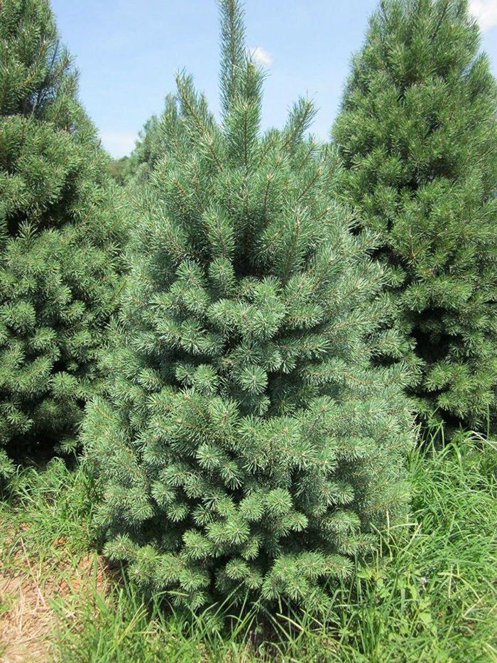 Scotch Pine - Pinus sylvestris Scotch Pine - Pinus sylvestris