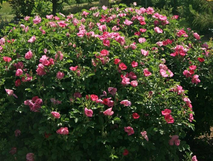 Rugostar® Raspberry Groundcover Rose - Rosa rugosa 'Meitozaure' PP #15,937