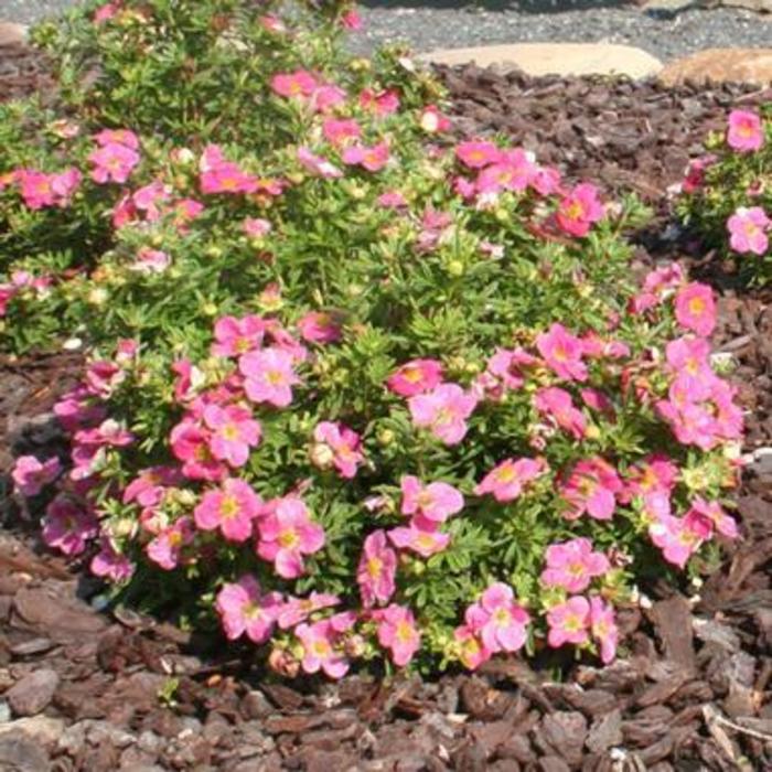 Bella Bellissima® Potentilla - Potentilla fruticosa 'Hachliss' Bella Bellissima® Potentilla - Potentilla fruticosa 'Hachliss'