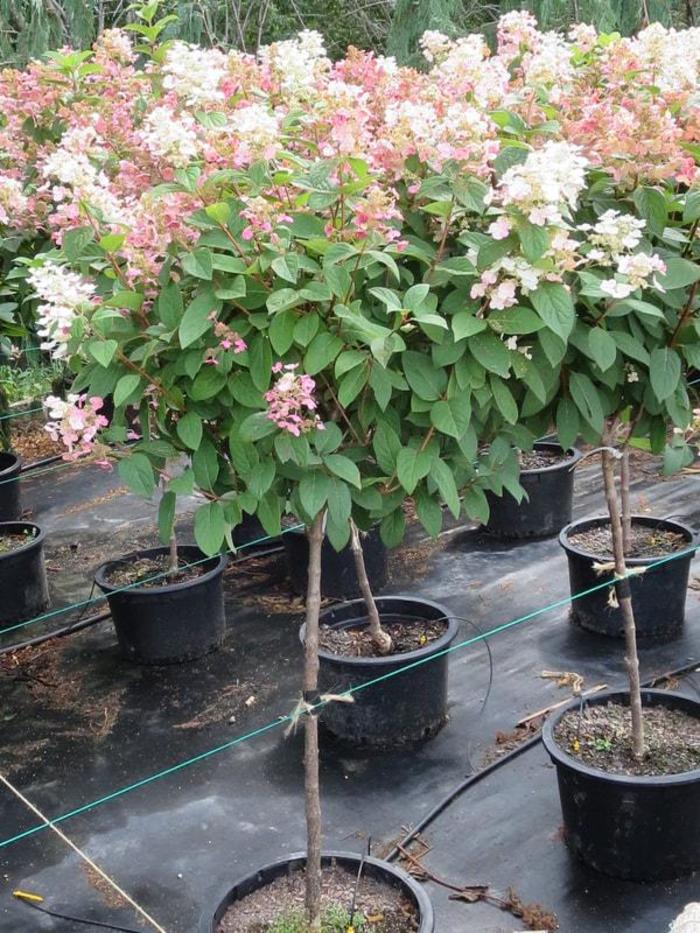 Quick Fire Hydrangea - Hydrangea
Quick Fire® Quick Fire Hydrangea - Hydrangea
Quick Fire®