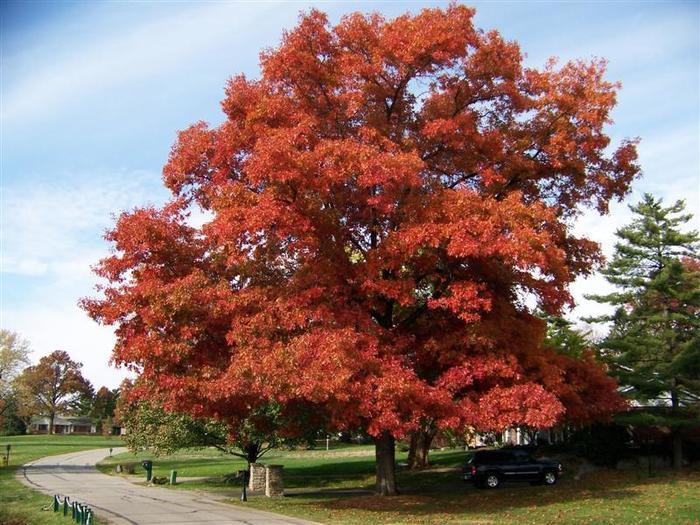 Scarlet Oak - Quercus coccinea