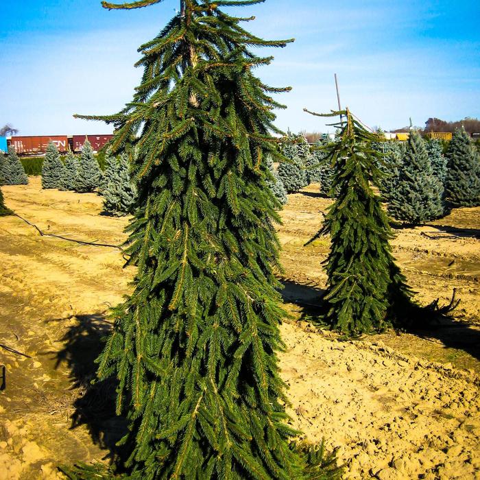 Weeping Norway Spruce - Picea abies 'Pendula'