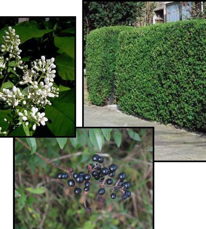 Cheyenne Privet - Ligustrum Cheyenne Privet - Ligustrum