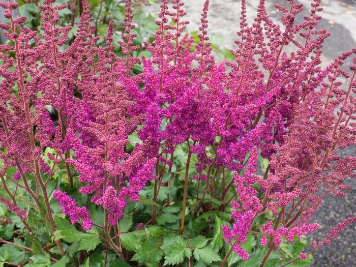 False Spirea - Astilbe chinensis 'Visions in Red'
