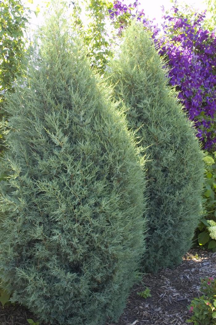 Medora Juniper - Juniperus scopulorum 'Medora'