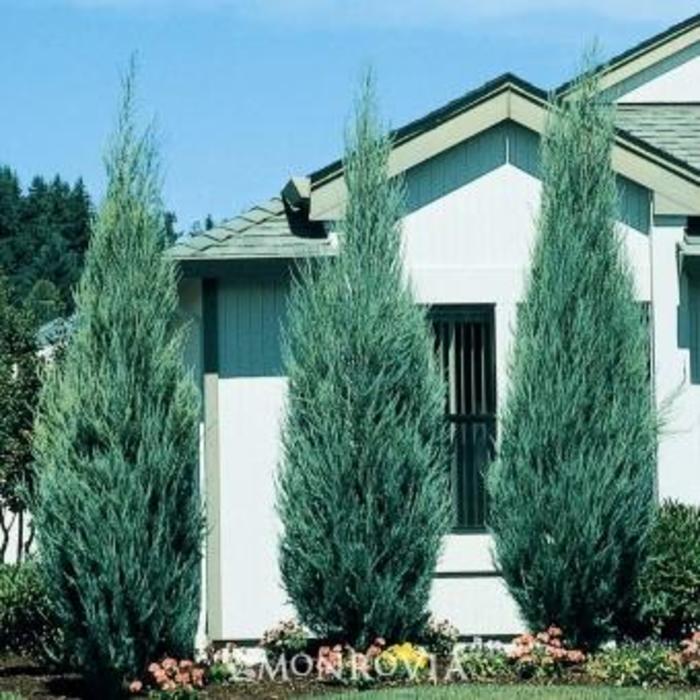 Skyrock Juniper - Juniperus scopulorum 'Skyrocket' Skyrock Juniper - Juniperus scopulorum 'Skyrocket'