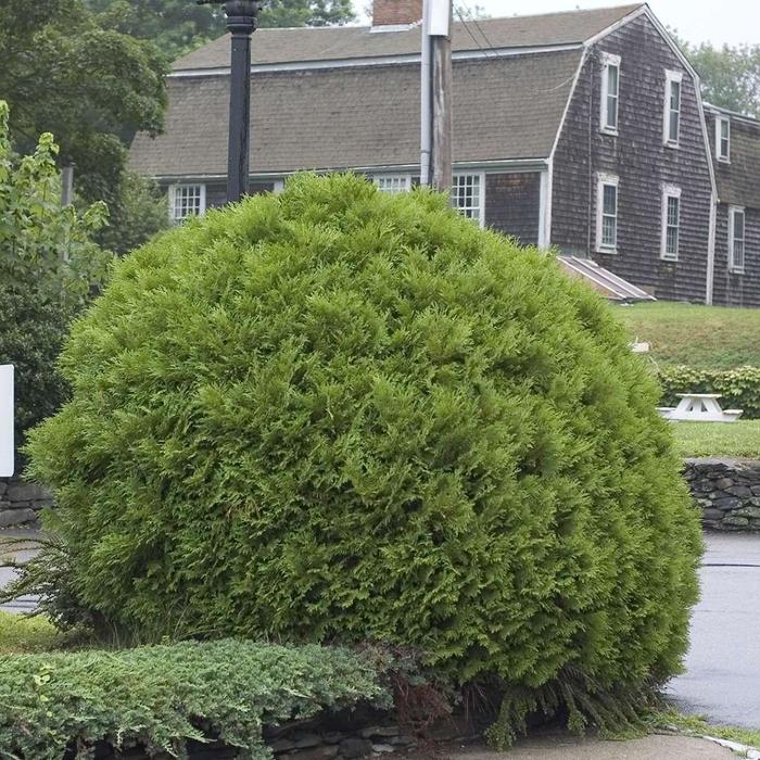 'Woodwardii' Arborvitea - Thuja occidentalis 'Woodwardii' Arborvitea - Thuja occidentalis