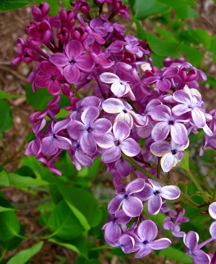 'Pocahontas' Lilac - Syringa x hyacinthiflora 'Pocahontas'