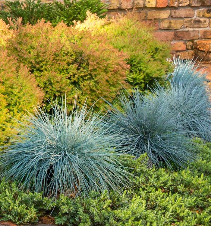 Blue Fescue - Festuca glauca 'Blue Fescue' Blue Fescue - Festuca glauca 'Blue Fescue'