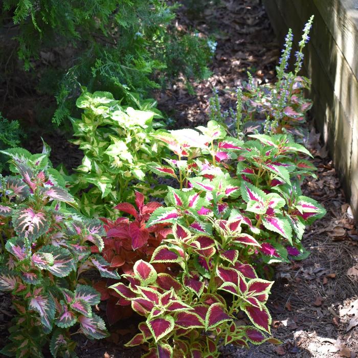 Wizard® 'Mix' - coleus 