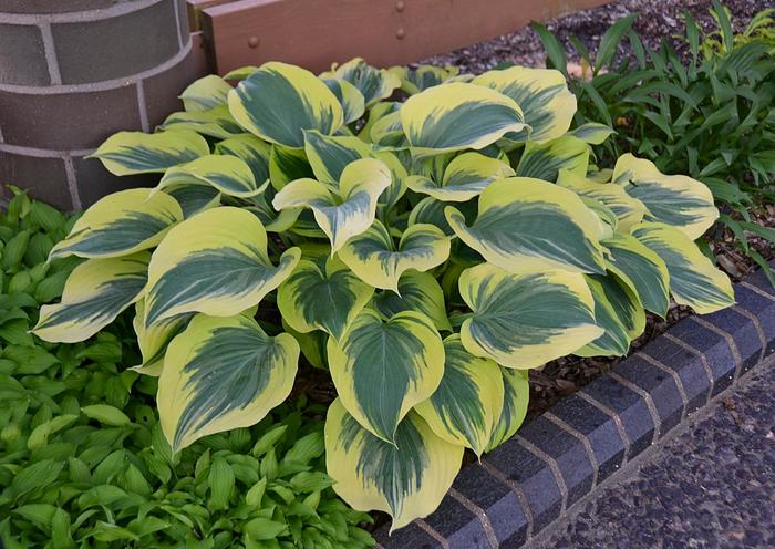 'Liberty' - Hosta Hybrid (Plantain Lily)