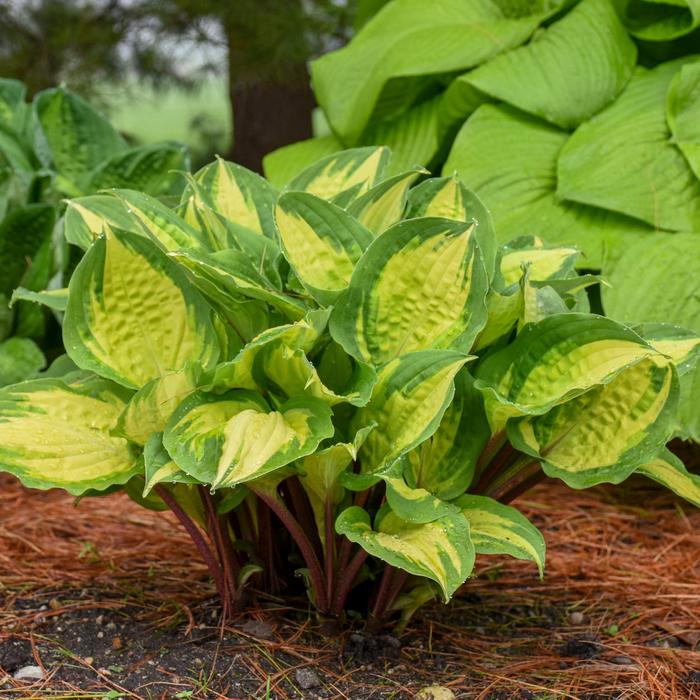 Plantain Lily - Hosta 'Island Breeze' Plantain Lily - Hosta 'Island Breeze'