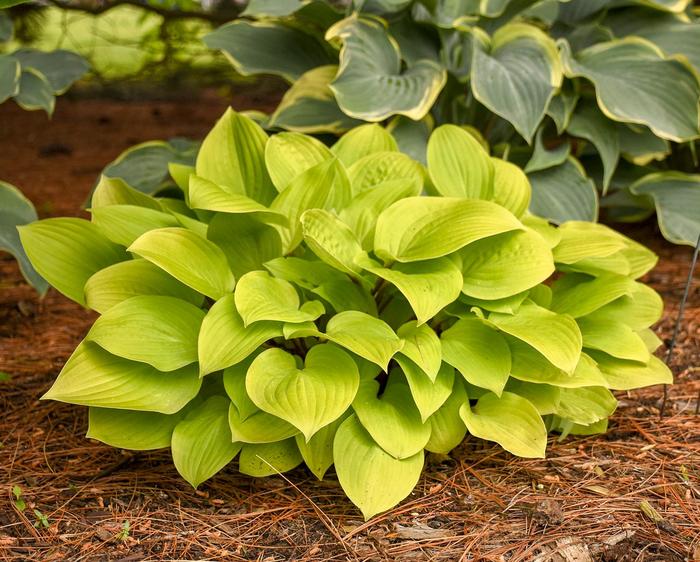 'Fire Island' Plantain Lily - Hosta 'Fire Island' Plantain Lily - Hosta
