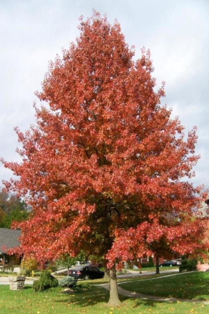Pin Oak - Quercus 