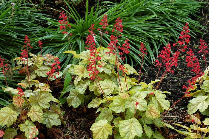 City™ 'Tokyo' - Heuchera (Coral Bells) City™ 'Tokyo' - Heuchera (Coral Bells)