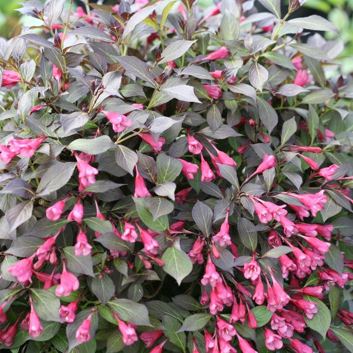 Midnight Wine Shine® - Weigela florida