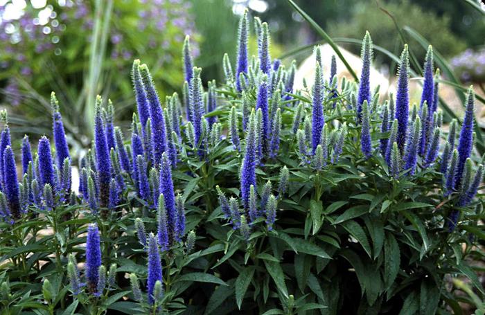 Speedwell - Veronica spicata 'Royal Candles'