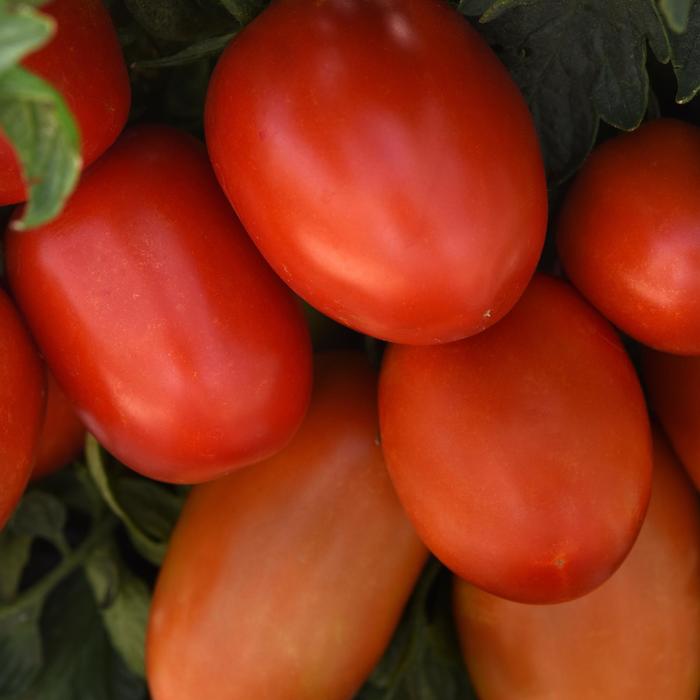 'Bellatrix' Tomato - Lycopersicon