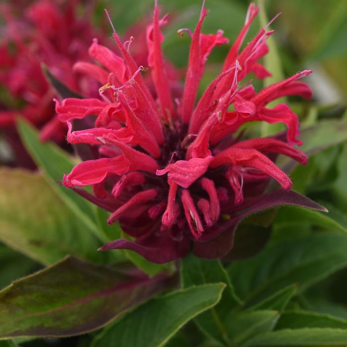 BeeMine™ 'Red' - Monarda didyma (Bee Balm) BeeMine™ 'Red' - Monarda didyma (Bee Balm)