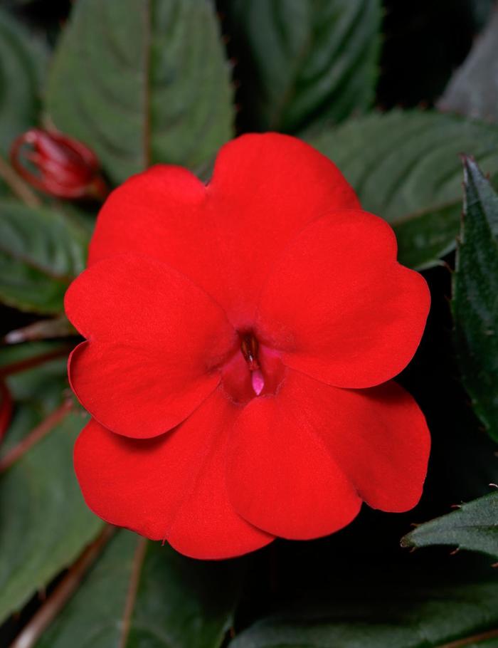 SunPatiens® Deep Red - Impatiens SunPatiens® Deep Red - Impatiens