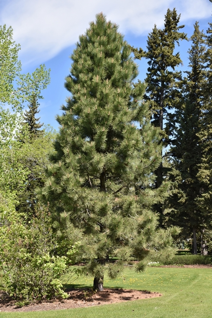 pinus-ponderosa-pine-jim-whiting-nursery