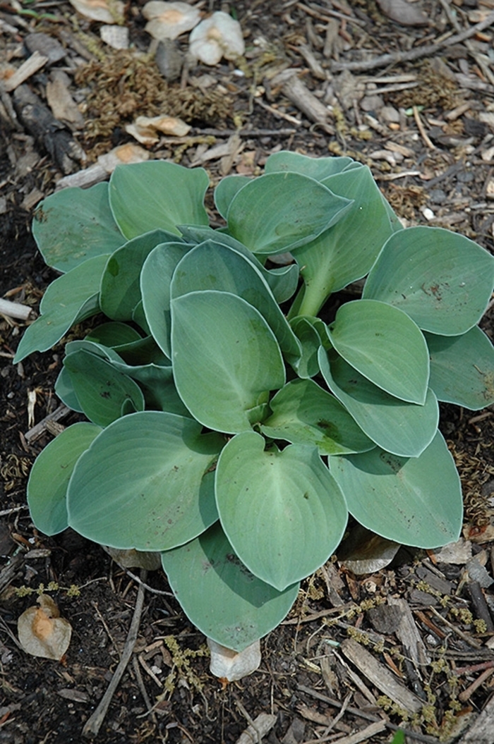 Plantain Lily - Hosta 'Blue Mouse Ears'