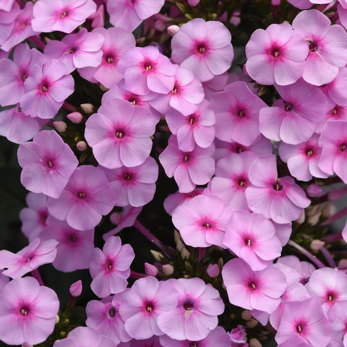 Super Ka-Pow&trade; Blue - Phlox paniculata (Garden Phlox)