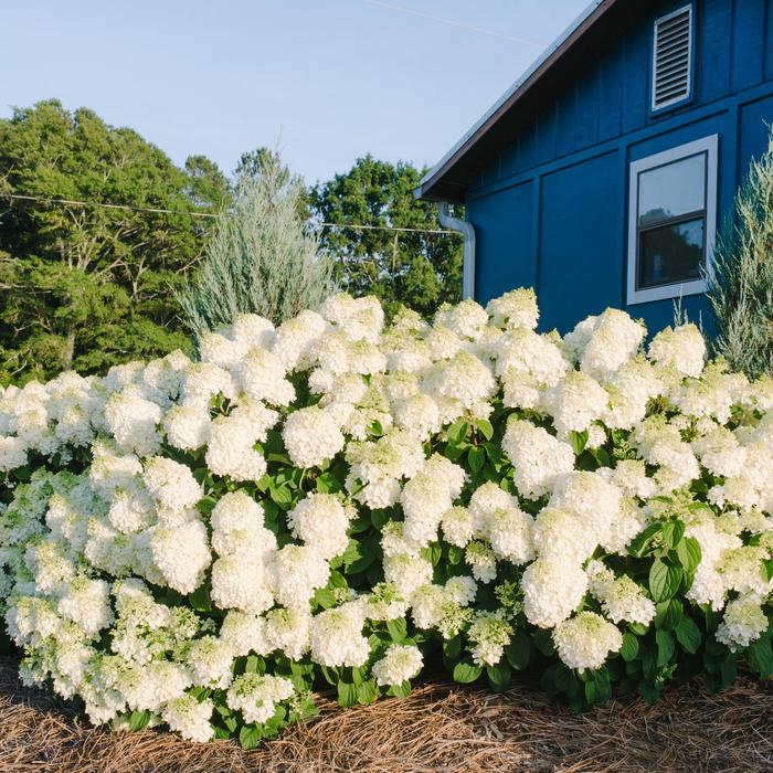 Little Hottie® - Hydrangea paniculata