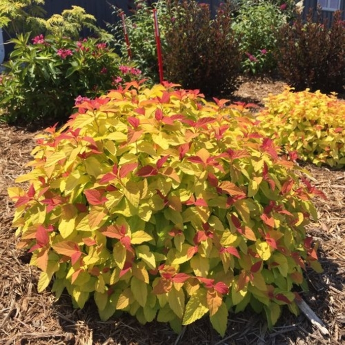 Double Play® Candy Corn® - Spiraea japonica ''NCSX1'' PP28313, Can PBRAF (Spirea)