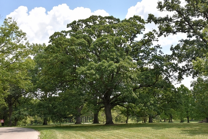 Alba White Oak - Quercus 