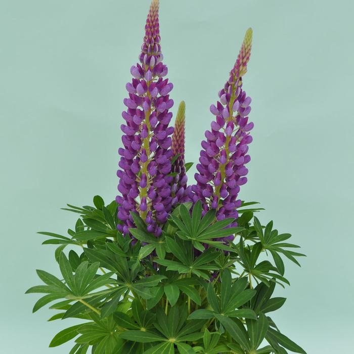 Staircase™ Blue - Lupinus polyphyllus 'Blue' (Lupine)