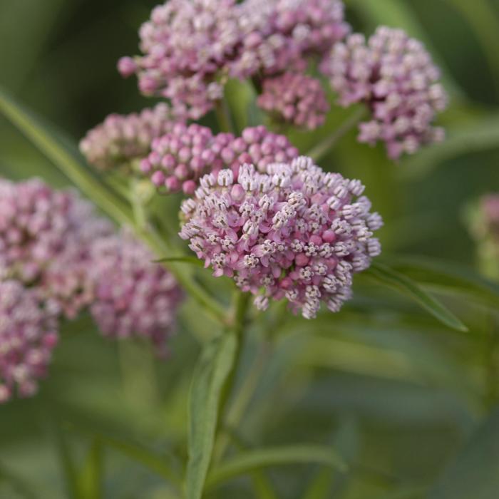 Swamp Milkweed - Asclepias incarnata