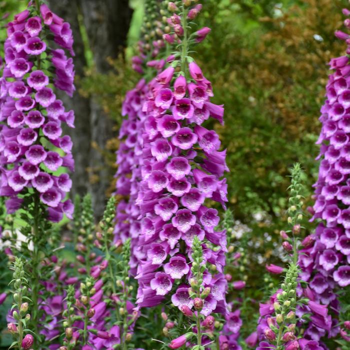 'Dalmatian Purple' Foxglove - Digitalis purpurea