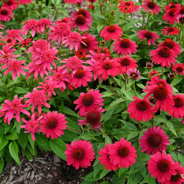 Coneflower - Echinacea Sombrero® Baja Burgundy Coneflower - Echinacea Sombrero® Baja Burgundy
