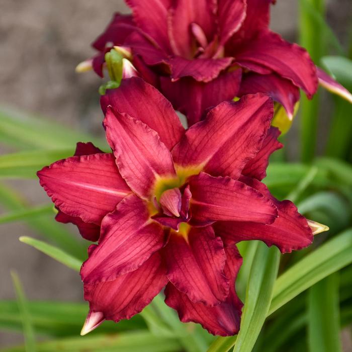 'Double Pardon Me' Daylily - Hemerocallis 